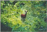 Guildwood Park 1119