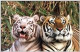 2 tigers - 112-0.jpg (1/1)