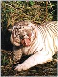 tiger - 112-18.jpg (1/1)