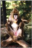 mandrill - Mandrillus sphinx - 114-12a.jpg