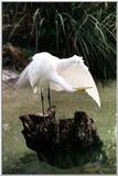 egret self-inspection - 114-18a.jpg (1/1)