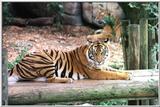 sumatran tiger - 114-20a.jpg (1/1)