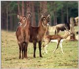 waterbuck - 115-17.jpg (1/1)