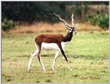 blackbuck - 115-18.jpg