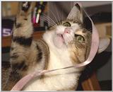 Re: Goofy cat