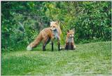 Edwards Gardens 1203 - Red Foxes (Vulpes vulpes)