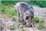 Bad hair day at the Toronto Zoo 1205 - Warthog