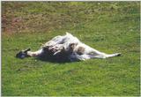 Nap time at the Toronto Zoo 1207 - Vicuna