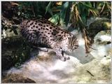 fishing cat - Prionailurus viverrinus - 121-36a.jpg