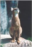 Toronto Zoo 1212 - Caracal