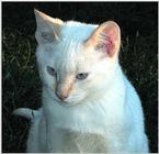 Renaissance Kitten 1294