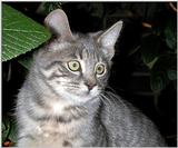 Renaissance Kitten 1296