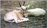 baby addax - 135-27.jpg (1/1)