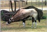 gemsbok scratching - 136-4.jpg (1/1)