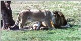 lion couple greeting - 137-12.jpg (1/1)