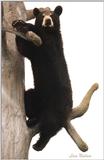 young bear  2 - 138-17.jpg (1/1)