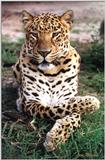 leopard watching child - 140-16.jpg (1/1)