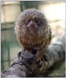 pygmy marmoset - 142-4.jpg - pygmy marmoset (Cebuella pygmaea)