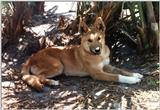 4 month old dingo - 142-5.jpg