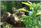 cougar face - 146-2.jpg (1/1)