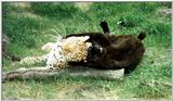 pair of leopards - 146-8.jpg (1/1)