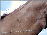 Horse's Neck