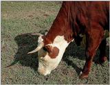 Steer 1522