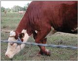 Steer 1523