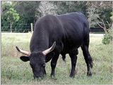 Steer 1524