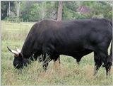 Steer 1526