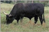 Steer 1527