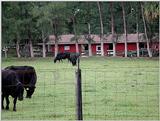 Steer 1530