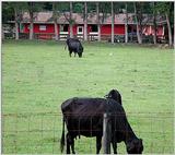 Steer 1532