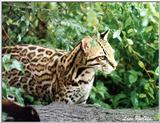 ocelot - 155-1.jpg (1/1)