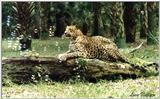 leopard with bubbles - 168-32.jpg (1/1)