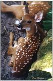 fawn - 178-1.jpg (1/1)