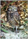 Burrowing owl - 178-2.jpg (1/1)