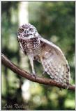 burrowing owl stretching - 178-3.jpg (1/1)
