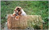 tiger cub 10 days old - 187-15.jpg (1/1)