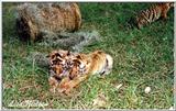 more tiger cubs - 187-22.jpg (1/1)