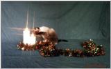 tigger's first candles - 191-4.jpg (1/1)