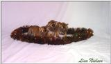 christmas tiger cubs - 192-13.jpg (1/1)