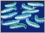 Genetically Engineered Fluorescent Silkworms
