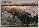 Horsfield's Kalij Pheasant