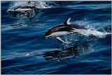2-Dolfin's