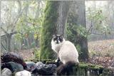 Cat on Foggy Day - Corvallis, OR - 201 1.jpg