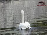 Mute Swan