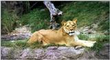 lioness at Busch Gardens FL - 219-21.jpg (1/1)