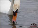 Mute swan