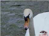 Mute Swan